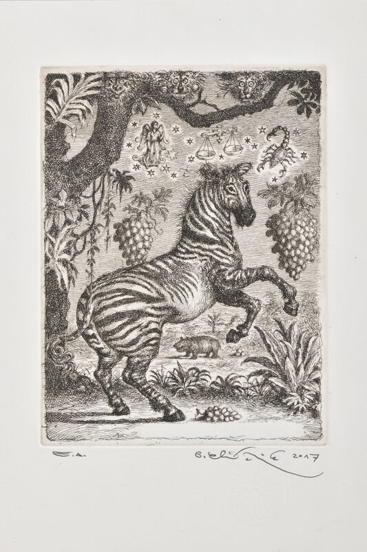 Zebra